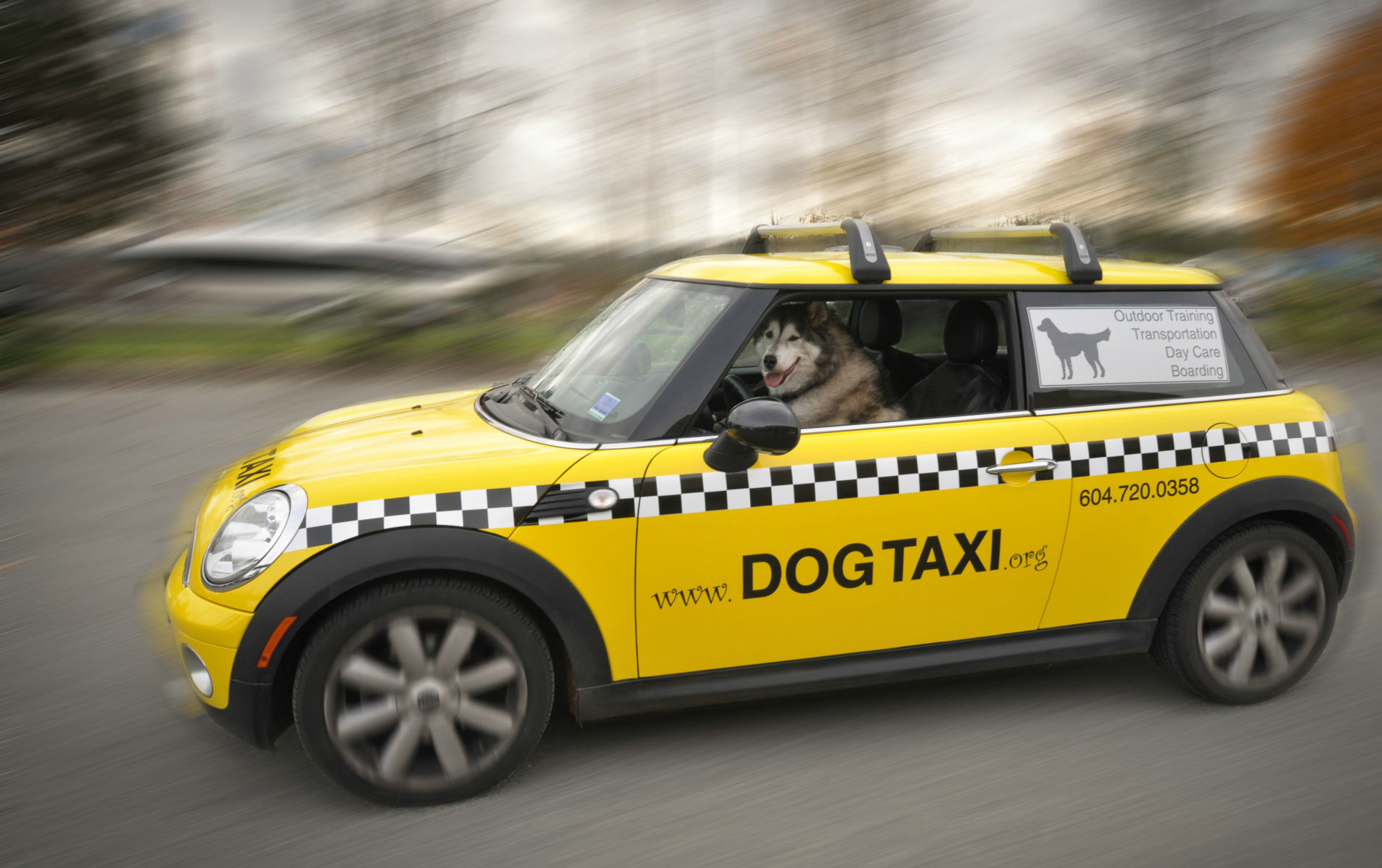 dog-taxi-mini-cooper