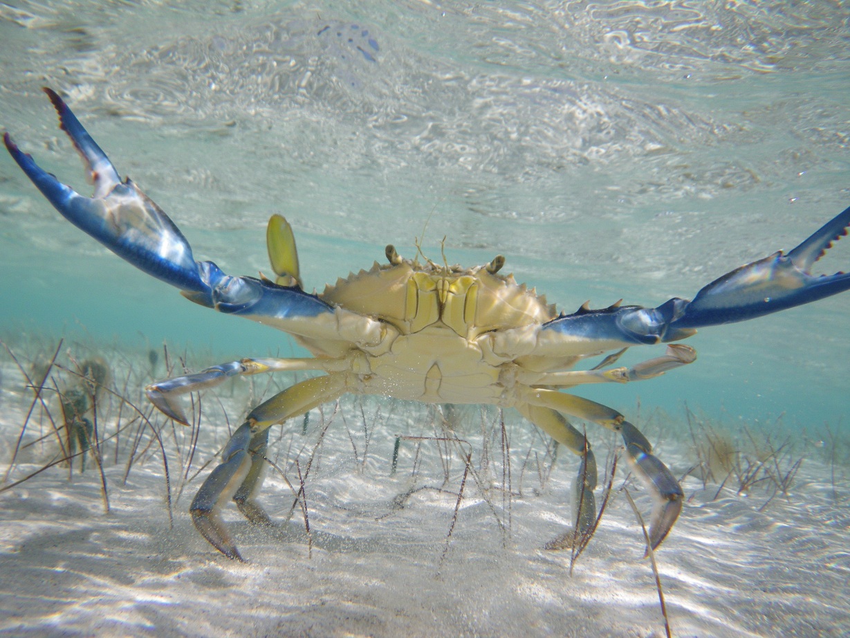 blue-crab-callinectes-sapidus
